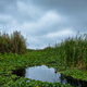Lake Okeechobee, located in the Everglades, is the second-largest freshwater lake in the United States.